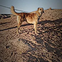 سگ گله|سگ|سبزوار, شرق کال شمالی|دیوار