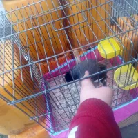 مینا سخنگو پر رو