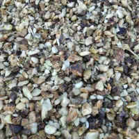 خوراک دام چغندر وسیب مناسب گاو و گوسفند