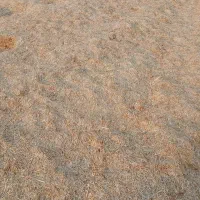 کاه برای فروش