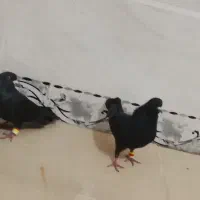 کبوتر