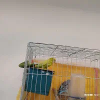 دو عدد مرغ و عشق|پرنده|اهواز, کمپلو جنوبی|دیوار