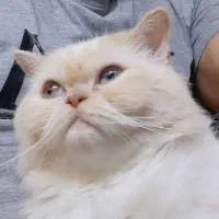 گربه پرشین عروسکی