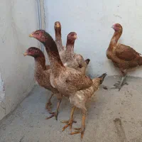 مرغ لاری|حیوانات مزرعه|اهر, |دیوار