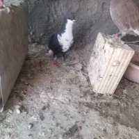 جفت حمال تازه تخم+سرمخملی.کربلا