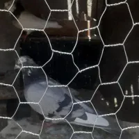 کبوتر روزگاری|پرنده|جونقان, |دیوار