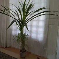 گل پاندانوس