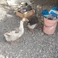 معاوضه غاز وکبوتر با...|حیوانات مزرعه|کرمان, |دیوار