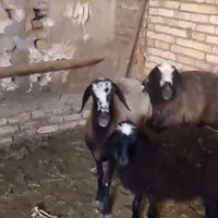 ارسال از شهـر شال میش hfero گوسفند چنـد ژن بره|حیوانات مزرعه|ساری, |دیوار
