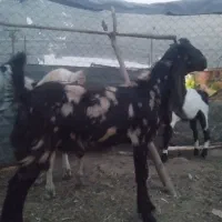 بز نر تخمی