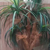 درختچه وآینه