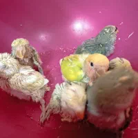 طوطی برزیلی