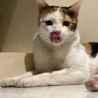 واگذاری حیوان خانگی «پوپک»|گربه|قم, شهرک قدس|دیوار