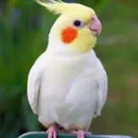خریدار و فروشنده انواع طوطی
