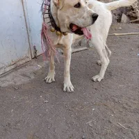 سگ نر|سگ|کاشمر, |دیوار