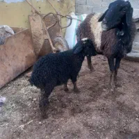 میش بره دار جوان