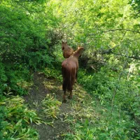 فروشی فقط فقط|حیوانات مزرعه|کلاردشت, |دیوار