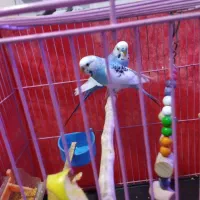 یک جفت نروماده معاوضه با طوطی