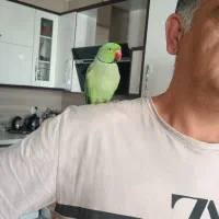 طوطی ملنگو سخنگو