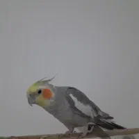 عروس هلندی|پرنده|تربت جام, المهدی|دیوار