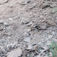 فروش کود مرغی مرغوب