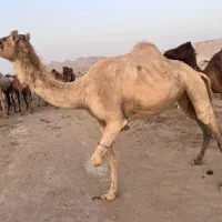 شتر ماده سفید