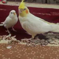 عروس هلندی سخنگو