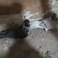 کبوتر تهرانی زور دار|پرنده|قصرشیرین, |دیوار