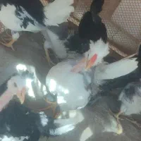 نیمچه مرغ گلین زیبا اصیل ۳.۵ ماهه