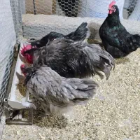 ست استرالوپ بلو و بلک