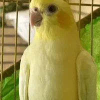 عروس هلندی نر 7 ماه دستی