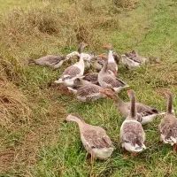 حیواناتِ مزرعه|حیوانات مزرعه|سیاهکل, |دیوار