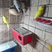 تعداد ۸عدد مرغ عشق به فروش می‌رسد