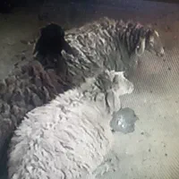 گوسفند زنده