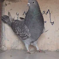 کبوتربلندی 2عددماده|پرنده|ماهدشت, |دیوار