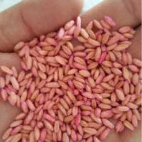 بذر گندم دیم بوجاری شده