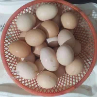 تخم مرغ محلی نطفه دار