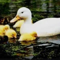 فروش اردک مادری(گوشتی)|حیوانات مزرعه|جوادآباد, |دیوار