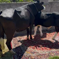 شاگاو حامله ماستی با گوساله نر سیمسنتال ورزا کوله
