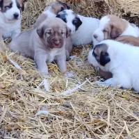 سگ سرابی|سگ|قصابه, |دیوار