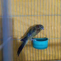 قناری نر سبز رسمی بلند