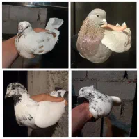 دو جفت کبوتر پرشی ۸ ساعت ضمانت به شرط