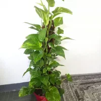 حرا جی گل وگیاه طبیعی اپارتمانی|گل و گیاه طبیعی|اهواز, گلستان|دیوار