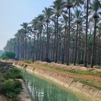 نخل به  آستارا رسید|خدمات باغبانی و درختکاری|آستارا, |دیوار