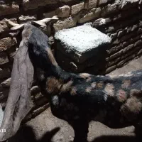 یک بز دندون سالم جنس