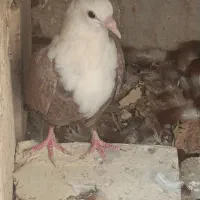 جوجه کربلایی