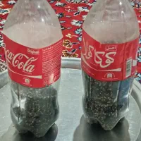 بزر پیاز محلی درجه یک