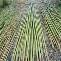 فروش نی بامبو|عمده‌فروشی|رودبنه, |دیوار