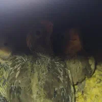 عروس هلندی با۴عددجوجه|پرنده|صدرا-فارس, فاز ۲|دیوار