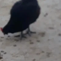 خروس سفید و مرغ